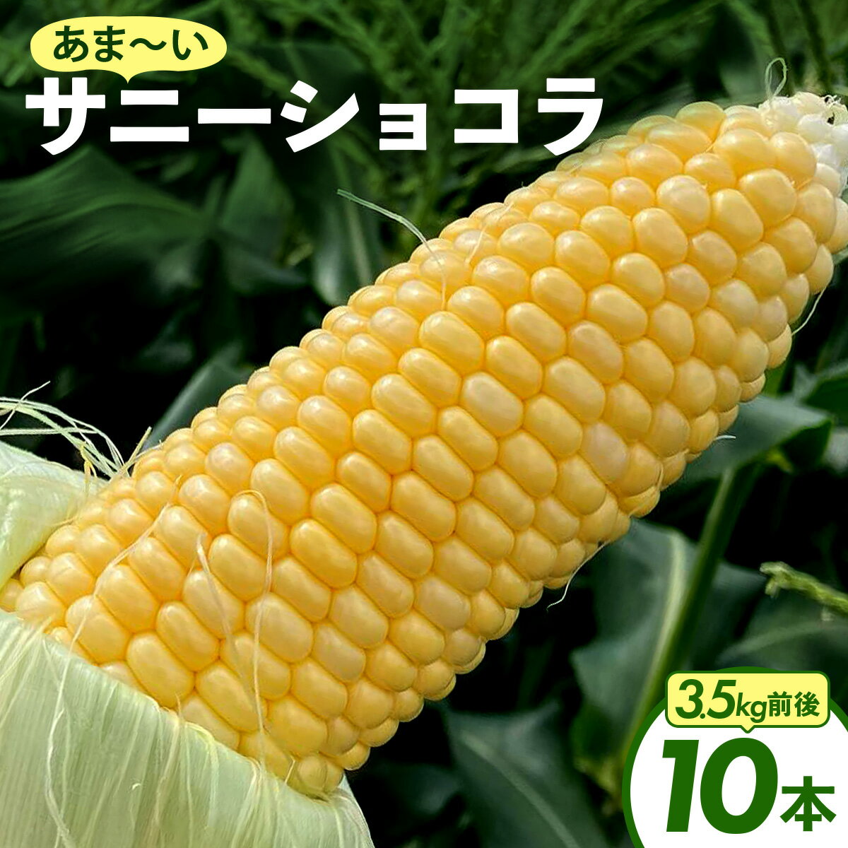 【ふるさと納税】上品な甘さのトウモロコシ「サニーショコラ」(3.5kg前後・10本)　サニーショコラ トウモロコシ 甘い コーン とうもろこし 野菜 BBQ おやつ KW001