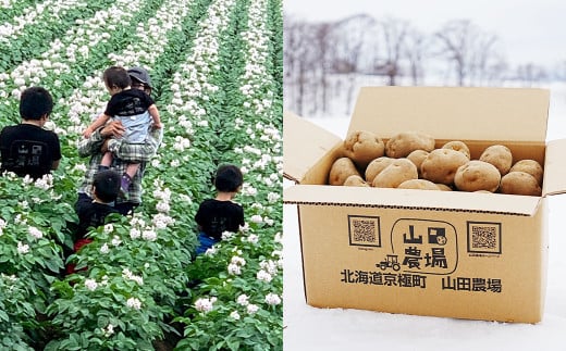 北海道産 じゃがいも 男爵 M～2Lサイズ混載 約20kg 1箱 山田農場 ジャガイモ 芋 いも イモ 国産 【2025年9月下旬-2026年3月上旬迄発送予定】