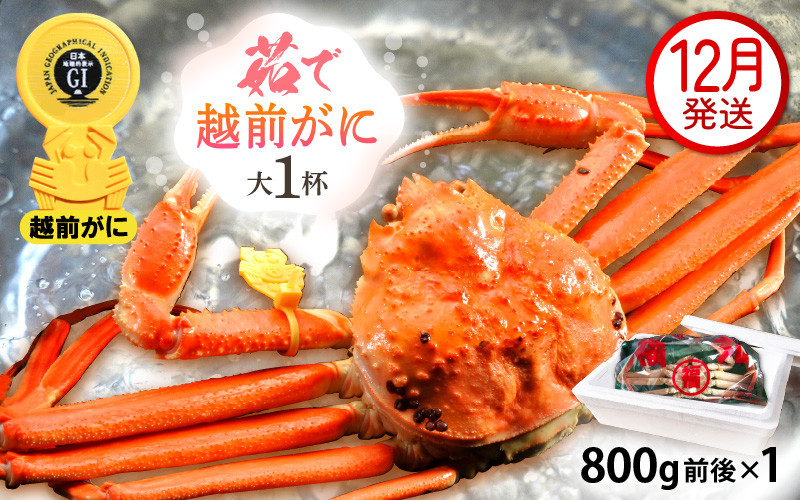 
            越前がに本場の越前町からお届け！ 越前がに 浜茹で 大サイズ（生で800g前後） × 1杯 かにの食べ方しおり かにスプーン付き【かに カニ 蟹】【福井県 越前町 雄 ズワイガニ ボイル 冷蔵 越前ガニ 越前かに 越前カニ ずわいがに ずわい蟹 かに カニ 蟹】【12月発送分】希望日指定可 備考欄に希望日をご記入ください [e15-x010_12]
          
