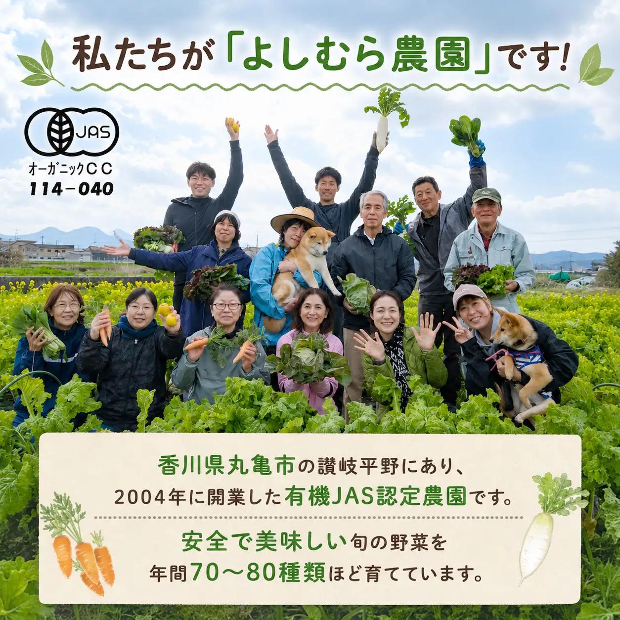 【定期便12回】 有機野菜 オーガニック 野菜セット