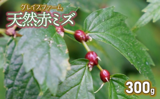 【令和8年産先行予約】山菜　天然赤ミズの実　300g　グレイスファーム