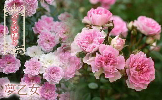 【2026年2月以降発送】バラ鉢植え「夢乙女」 057-049