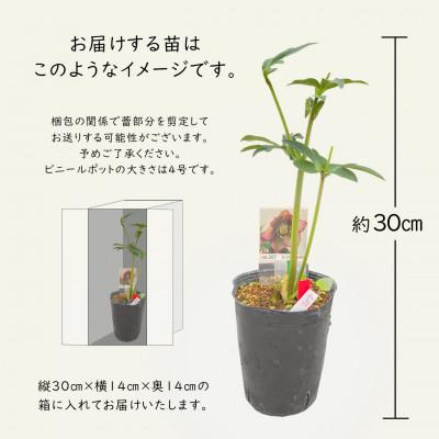 ふるさと納税 花巻市 花巻温泉バラ園で育った「クリスマスローズ」苗<2025年2月上旬より順次発送> |  | 02