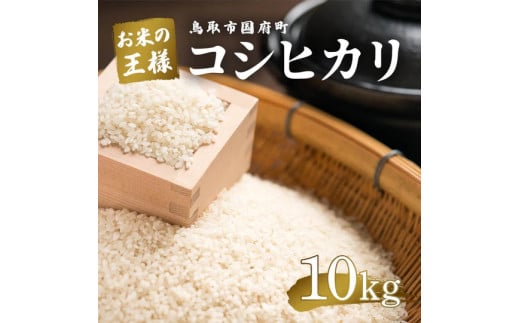 鳥取県産 コシヒカリ 令和7年度産 精米済 10kg（5kg×2袋）