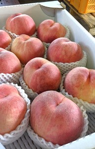 旬の桃　３ｋｇ（ゆうぞら、幸茜、白根白桃、紅錦香、他）いずれか１品種　0033-2407