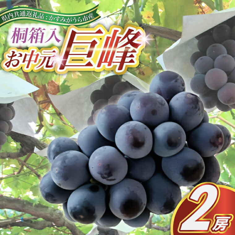 【ふるさと納税】【2025年8月より順次発送予定】お中元　巨峰桐箱入り2房 (県内共通返礼品:かすみがうら市産)【配送不可地域：離島・沖縄県】 (BR108)