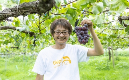 P137 【先行予約】石井農園 巨峰 4～6房 (約2kg) 2024年8月中旬〜9月上旬お届け