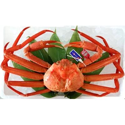 ふるさと納税 射水市 【極上】高志の紅ガニ(孫七タグ付1kg以上)