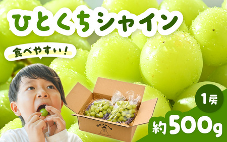 【先行予約】 シャインマスカット ひとくちシャイン 約500g 1房 【2026年8月中旬以降順次発送予定】マスカット ぶどう [A-21701]