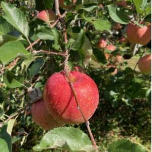 したみち農園 / りんごジュース 果汁100% 1000ml×2本セット【1724884】