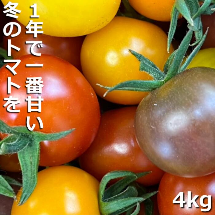 【先行予約】（2026年12月～順次発送予定）鈴鹿山麓トマト「カラフルミニトマト」箱詰め（4kg入り）│トマト ミニトマト 採れたて 自然 野菜 甘い あまい おいしい 美味しい