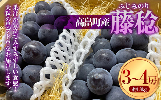 
            ≪2025年先行予約≫贈答用 山形県 高畠町産 大粒ぶどう 藤稔 約1.8kg(3～4房) 2025年8月中旬から順次発送 ぶどう ブドウ 葡萄 ふじみのり 大粒 種なし 高級 くだもの 果物 フルーツ 秋果実 産地直送 農家直送 数量限定 贈答 ギフト F20B-937
          