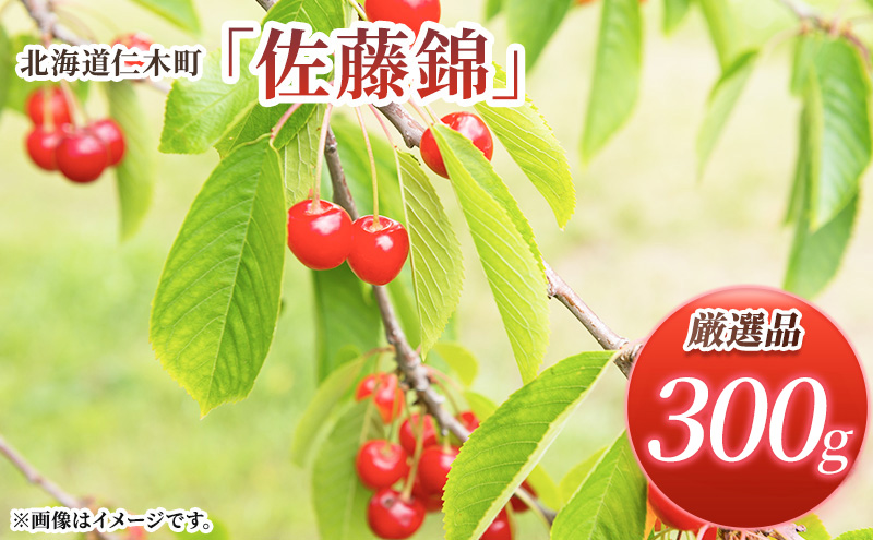 北海道 仁木町産 厳選品 さくらんぼ 佐藤錦  300g (300g×1パック) Lサイズ以上  旬 桜桃 産地直送 サクランボ チェリー フルーツ 果物 果物類 ギフト 仁木町 仁木 [松山商店]
