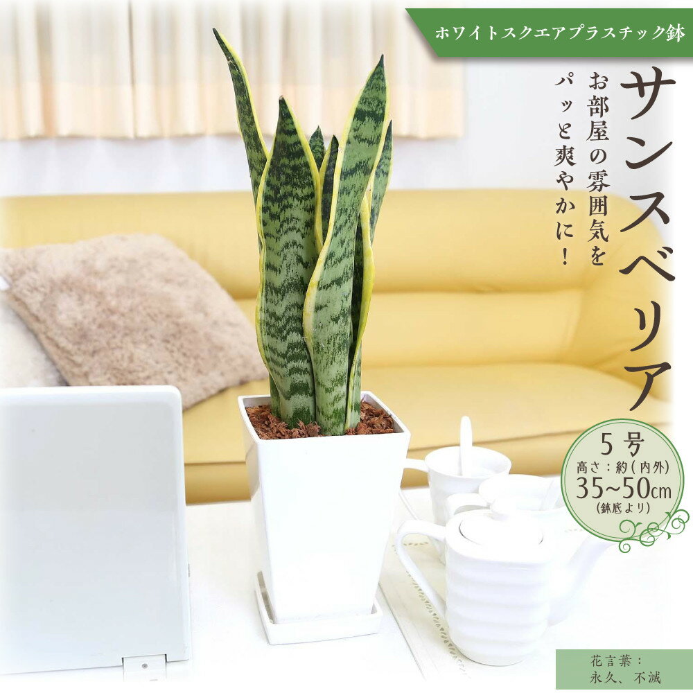 【ふるさと納税】《先行予約》サンスベリア 5号 ホワイトスクエアプラスチック鉢 土の表面:ウッドチップ | 植物 プラント 人気 おすすめ 送料無料