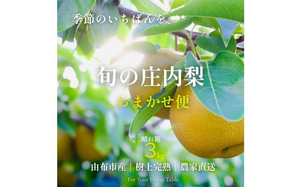
                  【約3kg】庄内梨の藤原　旬のおまかせ便 由布市産 庄内梨 【晴れ箱】 樹上完熟　農家直送　8月上旬から発送　期間限定　大分県由布市特産品　＜庄内梨の藤原＞ | 期間限定 季節限定 果物 フルーツ 梨 幸水 豊水 あきづき 新高 豊里 愛宕 完熟 3kg 送料無料 湯布院 由布院 大分県 大分 九州 ゆふいん BR001
                
