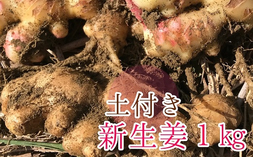 
            自然農 新生姜１kg（自然のままの土付き）皮まで食べられる 甘酢漬け ガリ ショウガ レシピ付き 【R00216】
          