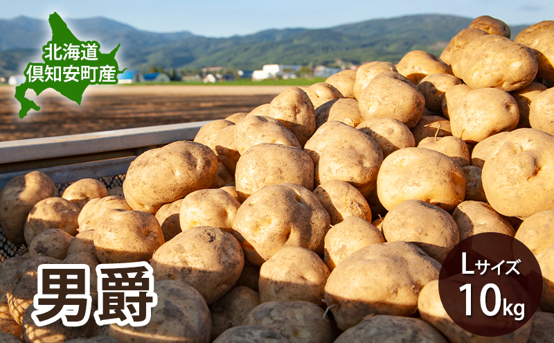 北海道 倶知安 産 じゃがいも  男爵  L サイズ 10kg 馬鈴薯 いも 芋 グリーンアースファーム 農家 直送 野菜 産地直送