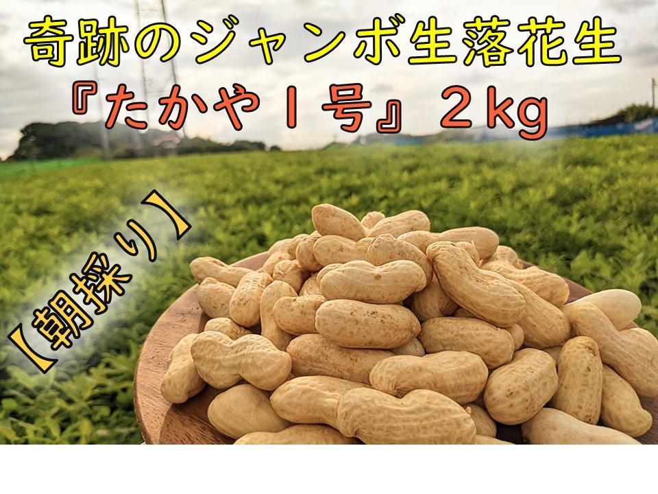 ＜10月より発送＞【朝採り】新・奇跡のジャンボ生落花生「たかや１号」約２kg