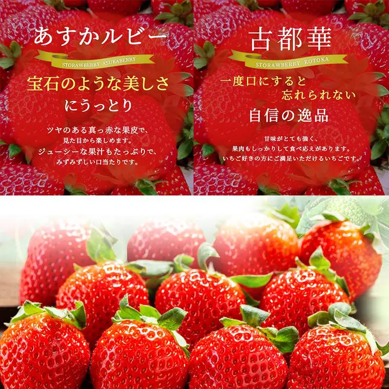 いちご あすかルビー 古都華 奈良県産 いちご【270g×2パック】【定期便2回】【先行予約】