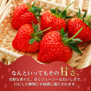 【先行予約 苺】 越後姫3L～2L 24粒 or 30粒  新発田市 苺 sugai002_01