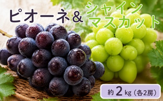 ピオーネとシャインマスカットのセット　約2kg（各2房）をお届けします。