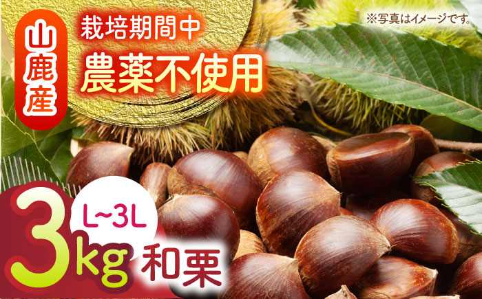 
                  【先行予約】 和栗 約3kg（約1kg×3袋） L〜3L 熊本 山鹿 わぐり くり 栗 【すみれファーム】[ZEP063]
                