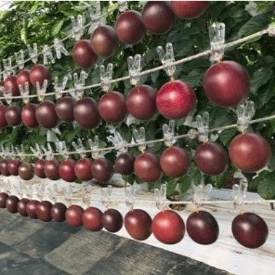 ふるさと納税 糸満市 【2026年発送】JAおきなわ糸満支店で厳選した「パッションフルーツ」<贈答用>約1kg |  | 02