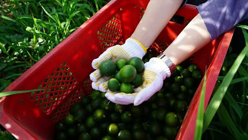 S Bottle　湘南オールインワンスキンケアローション＜オールインワン美容液＞【 神奈川県 大磯町 美容 美容液 基礎化粧品 ギフト 贈り物 】