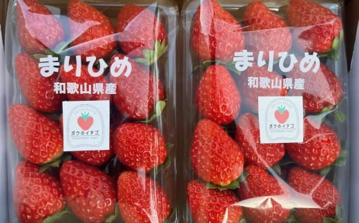 和歌山県産ブランド いちご「まりひめ」約300g×2パック入り★2027年1月中旬～2027年2月下旬ごろ発送予定（お届け日指定不可） ※北海道・沖縄・離島配送不可 【tec964A】