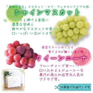 【2026年先行受付】岡山　花笑み農園の『クイーンニーナ＆シャインマスカット』1kg　QS-1【配送不可地域：離島】【1693696】