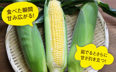 【2024年6月中旬以降順次発送】大人気！！果物みたいに『極甘』早朝収穫とうもろこし Lサイズ（300g）×5本≪糸島市≫【有限会社ウラタ農園】とうもろこし/トウモロコシ/期間限定[ALI004]