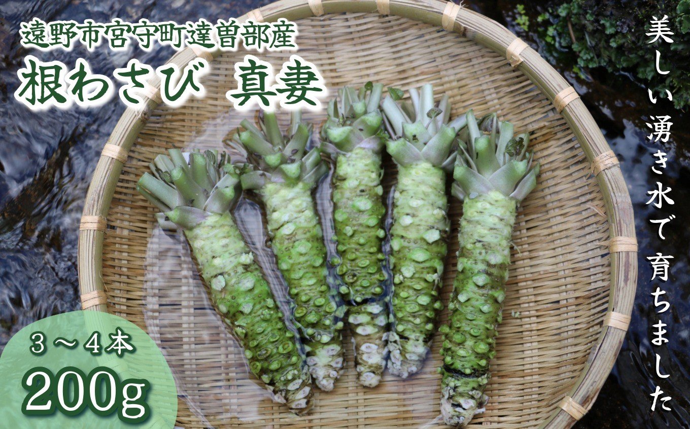 
                  根わさび 真妻 200g (3～4 本)  【葵食品】 生産者直送 生 新鮮 東北 岩手県 遠野市 特産 / 刺身 お肉 ステーキ 薬味 わさび丼
                