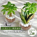 【ふるさと納税】ハイドロカルチャー 観葉植物 シンプルボールストーン レカトン植え 2鉢 鉢植え 土無し インテリア 緑 グリーン 植物 簡単 初心者 かわいい 自然 おしゃれ 送料無料 Green Walk グリーンウォーク 愛知県 豊橋市