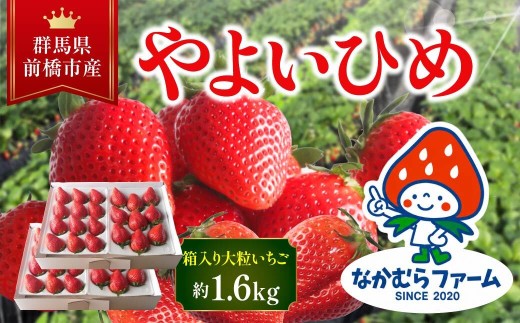 いちご『やよいひめ』約1.6㎏（1,600g）　【群馬県いちご品評会入賞！】