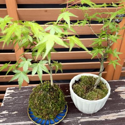 ふるさと納税 豊後大野市 苔玉1個 苔盆栽1個(もみじ) 合計2個セット |  | 02
