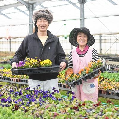 ふるさと納税 赤磐市 春 の 花苗 おすすめ セット 24ポット(4〜6月発送) [NO5765-1056] |  | 02