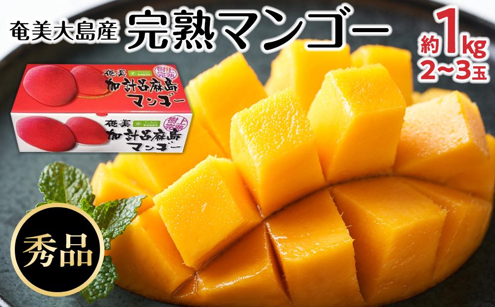 【2025年発送】奄美大島産　完熟マンゴー 約1キロ（2～3玉）