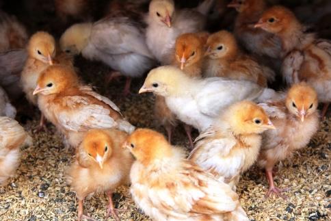 国産飼料にこだわった鶏が産む安全安心の 『レモン色たまご』1パック（10個入り）×3