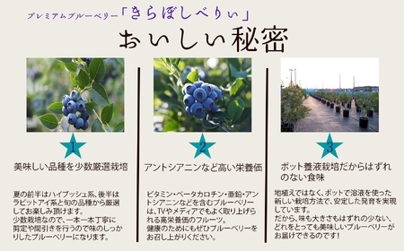 ブルーベリー摘み取り体験《大人1名様》010203
