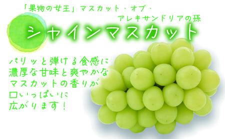 【2616-0460】岡山 花笑み農園『シャインマスカット＆BKシードレス』家庭用2kg BS-2家