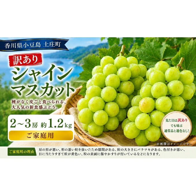 【ふるさと納税】訳あり シャインマスカット 2～3房 約1.2kg マスカット フルーツ 果物 香川県 土庄町　お届け：2026年8月20日～2026年10月10日