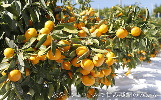 【11下旬より配送開始☆特秀品】原口みかん 約8kg（傷み保証分300g含む）＜川添みかん園＞ [CCT004] みかん