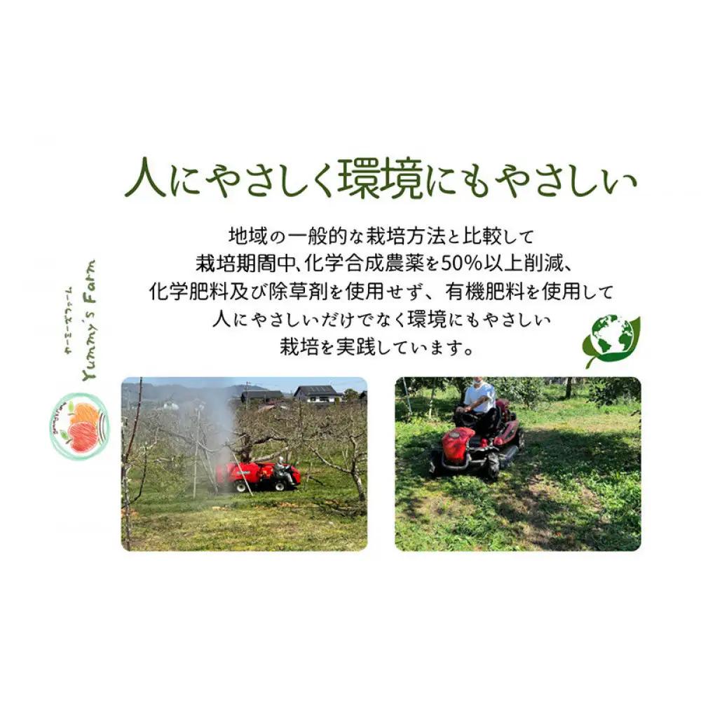 ヤーミーズファーム　生産農家直送 人にやさしい 長沼りんご・サンふじ5kg（ご家庭用） | りんご フルーツ
