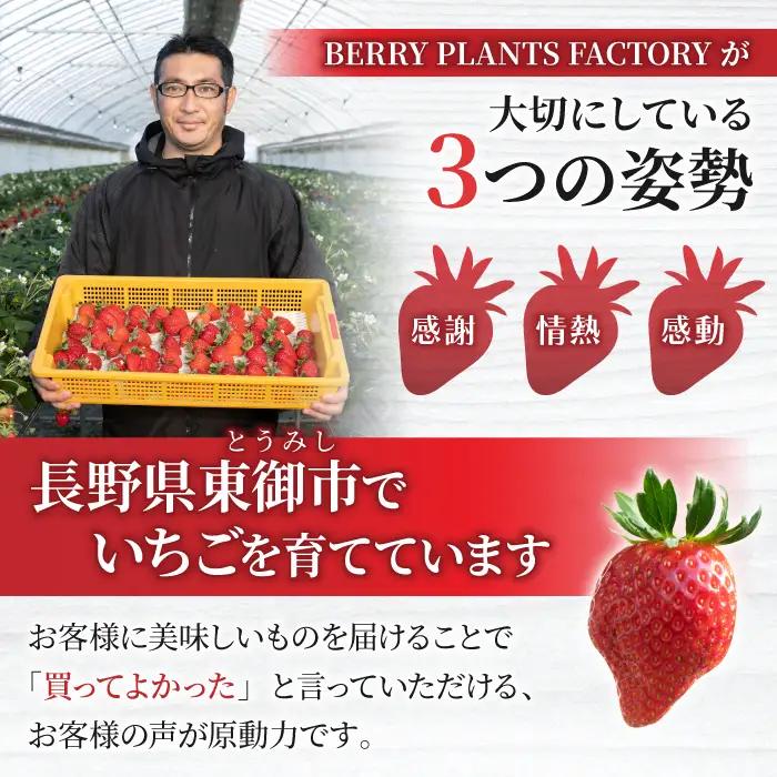 【2回定期便】長野県産いちご「とちおとめ」（1kg以上）｜BERRY PLANTS FACTORY 東御市産