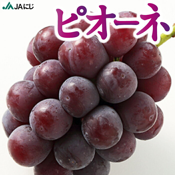 【ふるさと納税】【先行予約】JAにじ ピオーネ 2房前後 (約1kg)・4房前後 (約2kg) 2025年7月上旬から7月下旬 出荷予定 葡萄 ぶどう ブドウ フルーツ 果実 果物 グレープ 冷蔵 送料無料 福岡県 うきは市