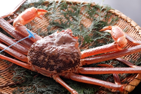 【先行予約】【kinosaki spa&gardens　湯楽使用】タグつき 活松葉ガニ　約800ｇ