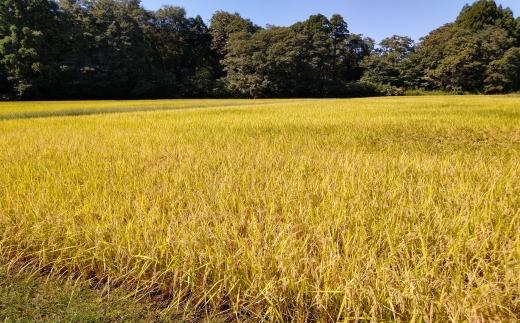 【新米予約】令和８年産「五つ星お米マイスター」の南魚沼産新之助　精米２kg【銘柄米 ブランド米 精米 新之助 魚沼産 新潟米 産地直送 お米 米 こめ コメ ご飯 御飯 ごはん】【2026年10月下旬