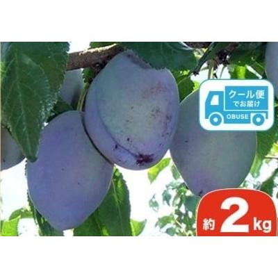 ふるさと納税 小布施町 長野県産 旬のプルーン 約2kg