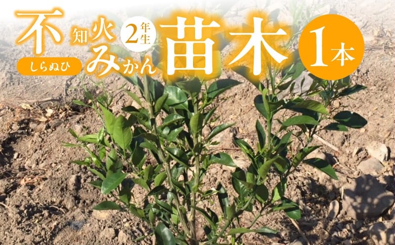 
            ZE6479_不知火　しらぬひ　苗木 2年生 1本
          
