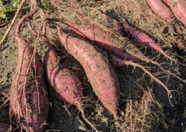【ふるさと納税】【産地直送】小林市産さつまいも「紅はるか」4kg 紅はるか 有機 さつまいも 芋 お芋 さつま芋 旬 焼き芋 大学いも お菓子 ふるさと 人気 おすすめ 贈答 ギフト お裾分け プレゼント 宮崎県 小林市 送料無料